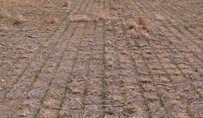 Wheat planted into millet stubble