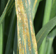 Photo - wheat stripe rust