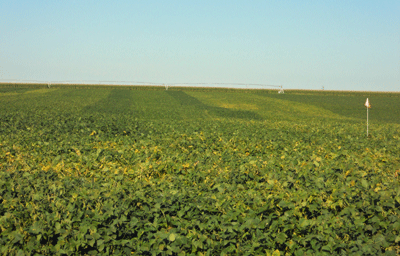 Late season soybeans turning to yellow