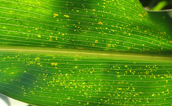 Suspect yellow specks on corn leaf
