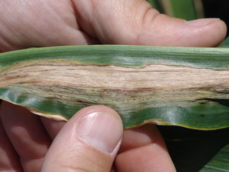 Goss's wilt freckles and lesion
