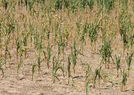 Dryland corn on the Morrill-Kimball County line