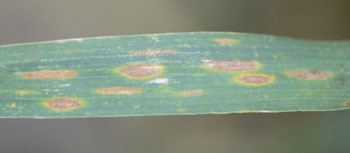 Septoria leaf blotch in wheat