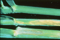 Zinc deficiency shown in wheat