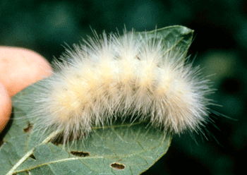Photo - Yellow wooly bear caterpillar