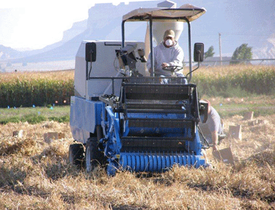 Harvest of dry bean variety trials in western Nebraska, 2011.