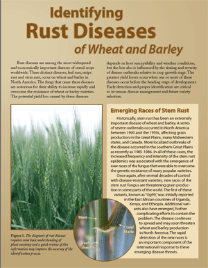 Cover of wheat rust publication