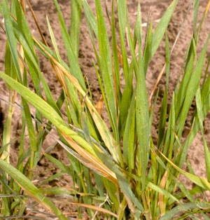 Wheat damaged by brown wheat mite
