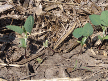 Damped off soybean seedling