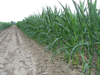 Drought susceptible corn