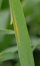 Photo - Minor Stripe rust in wheat