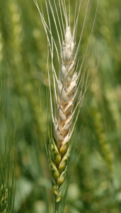 Fusarium head blight (scab) in wheat