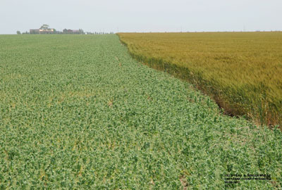 Field peas near a field of dryland wheat turning color, June 2012