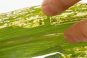 Corn blotch leafminer damage