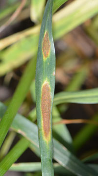Septoria leaf blotch in wheat