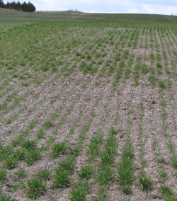Figure 2 Patchy Wheat stand