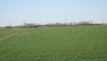 Wheat field, April 2011