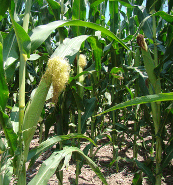Corn tasseling
