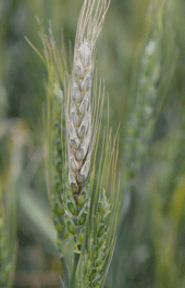 wheat-scab-6-10-11-1
