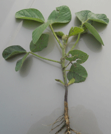 Soybeans at V4