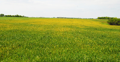 Photo - Stripe rust in wheat