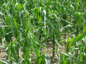 Corn hail damage, Saunders County, NE, 6/2011