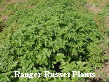 Ranger Russet plants
