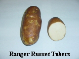 Ranger Russet Tubers