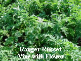 Ranger Russet vines