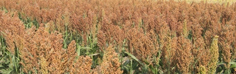 Red Sorghum Heads