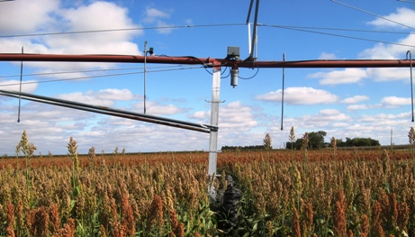 Pivot Irrigated Sorghum