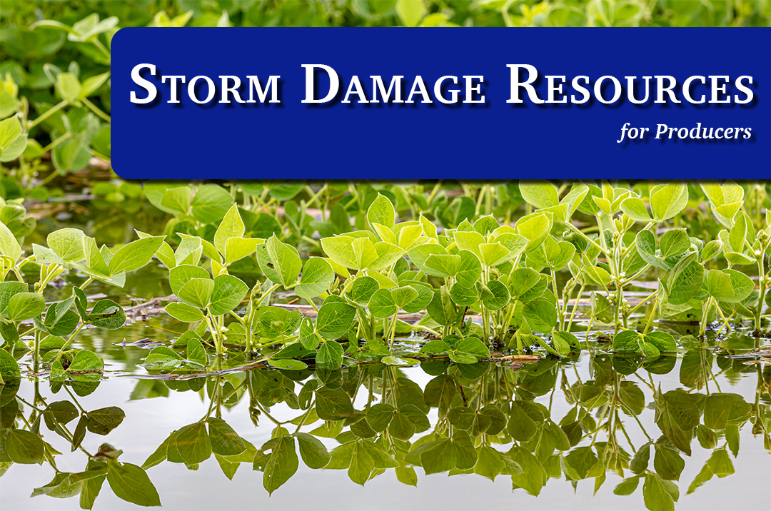 Storm Damage Resources