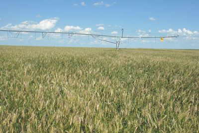 Wheat scab in Nebraska wheat field