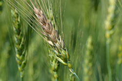 Wheat head with scab