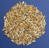 Scabby wheat kernels