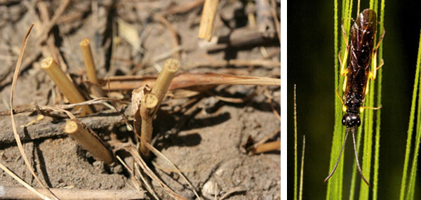 Wheat stem sawfly damage and adult sawfly