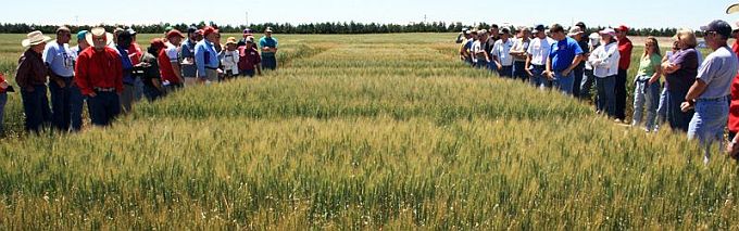 wheat plot tour group