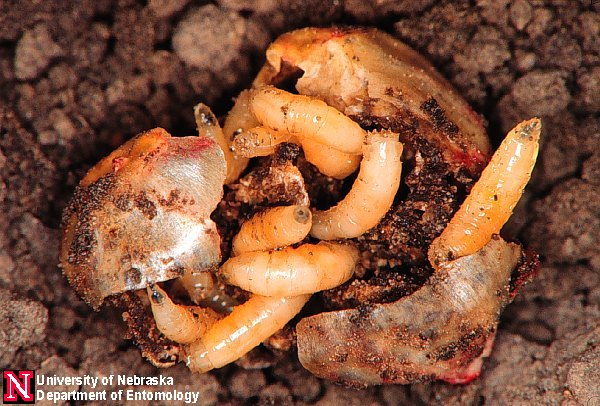 Seedcorm Maggots