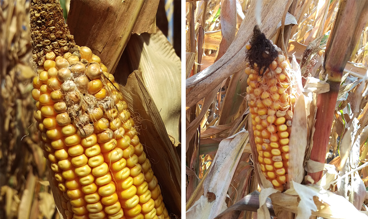 Corn ear 