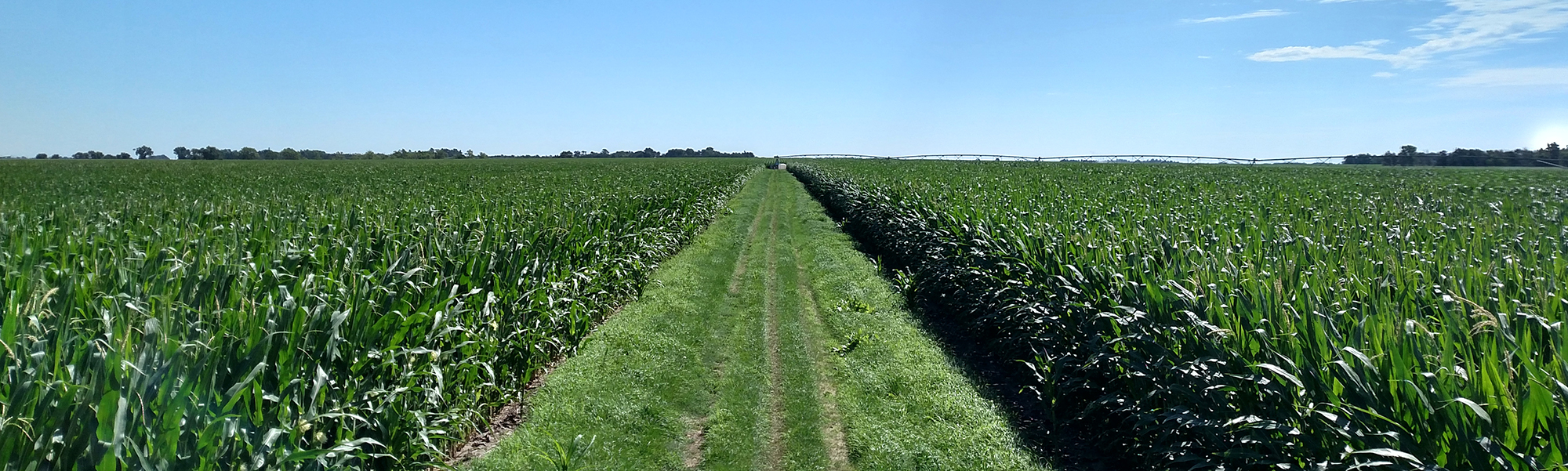 Corn field near silking