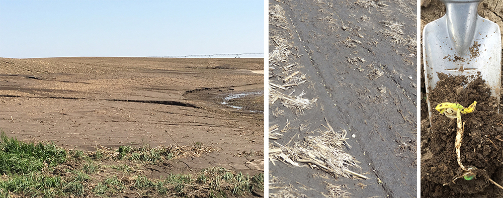 Storms with heavy rains, hail, and high winds swepth through much of the state early in the week, causing field erosion in newly planted stands, and saturated fields. Some growers were also reassessing uneven corn stands.