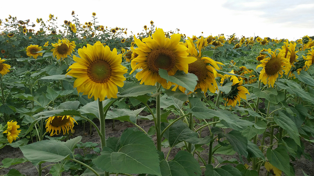 Sunflower field nears harvest at the Panhandle Research and Education Center near Scottsbluff (Photo by Amit Jhala)