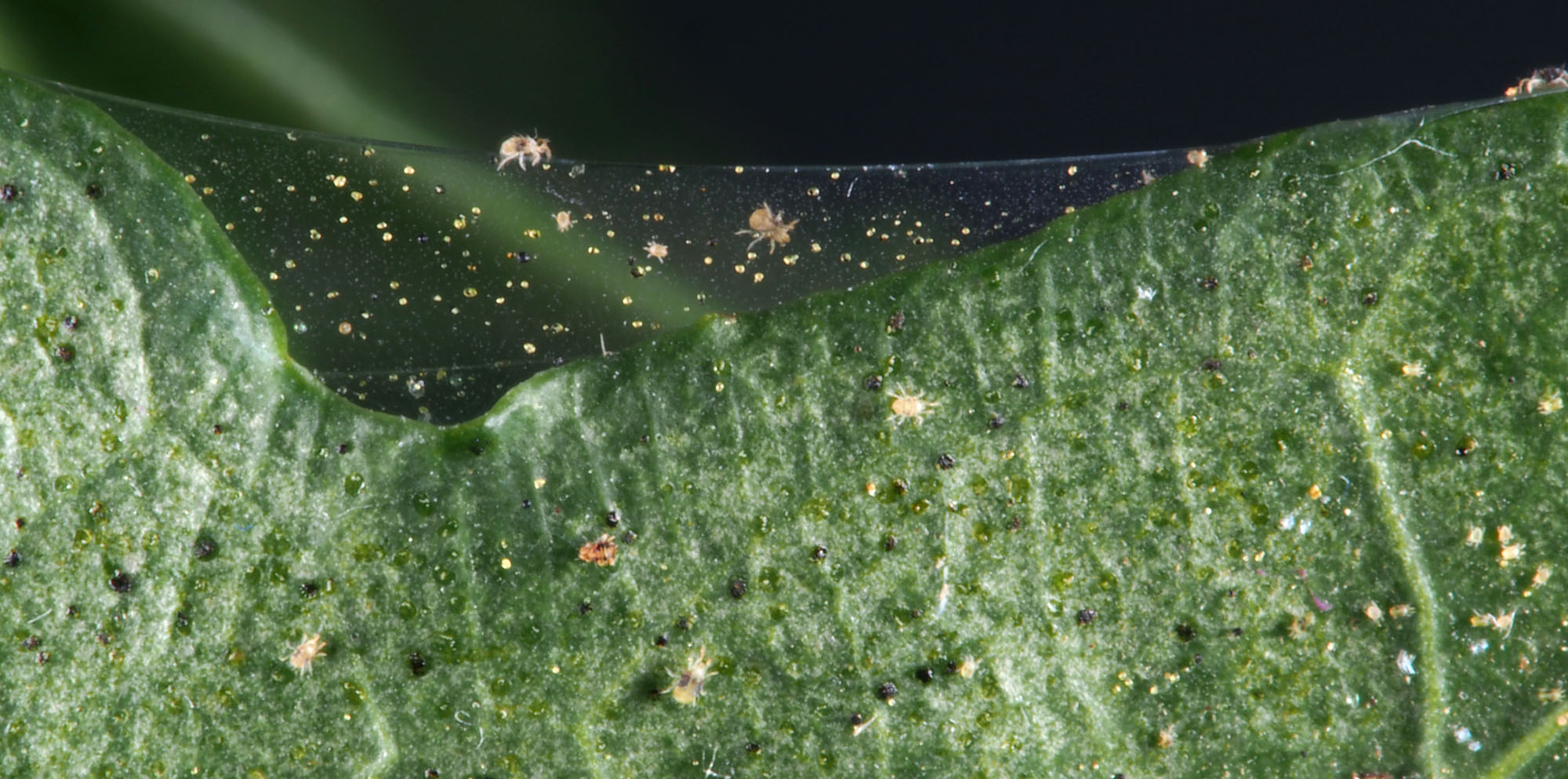 Twospotted spider mite on web