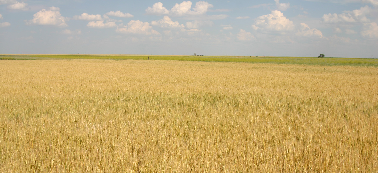 After a record-breaking wheat harvest, Nebraska's wheat producers are gearing up for planting. This week's CropWatch focuses on wheat production and protection.