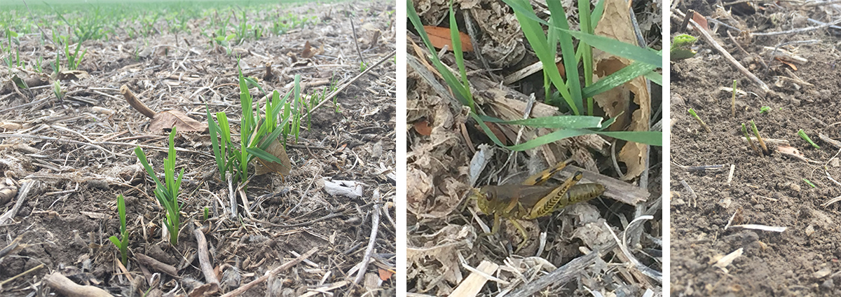The warm fall is helping wheat get off to a good start, but has done little to hamper grasshopper feeding in some wheat fields, such as this Lancaster County field this week. Insecticide control at this point in the season would likely be limited, given the grasshoppers' size and limited foliage to intercept the spray. (Photos by Tyler Williams)