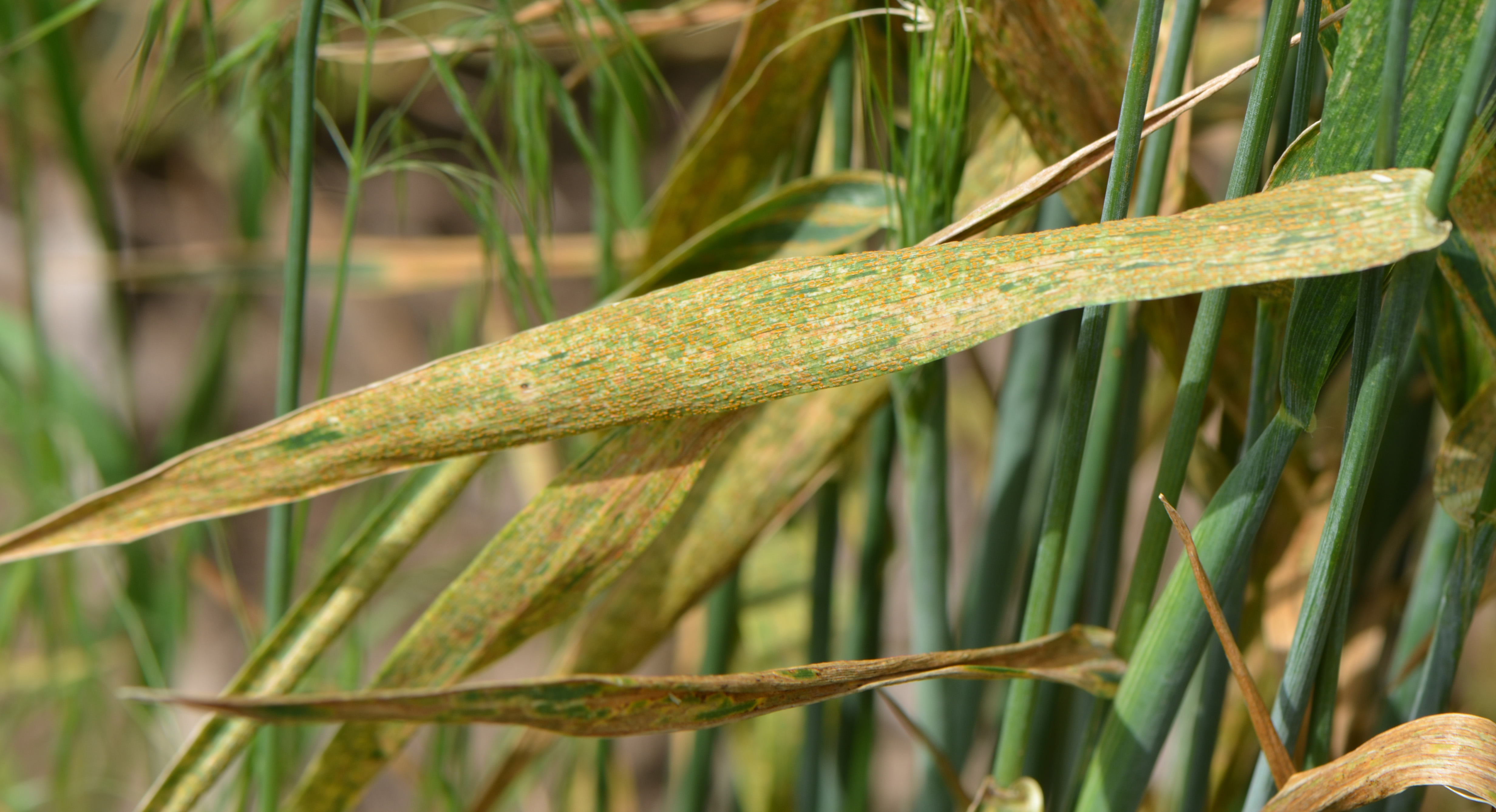 Fall Strategies for Managing Wheat Diseases, CropWatch