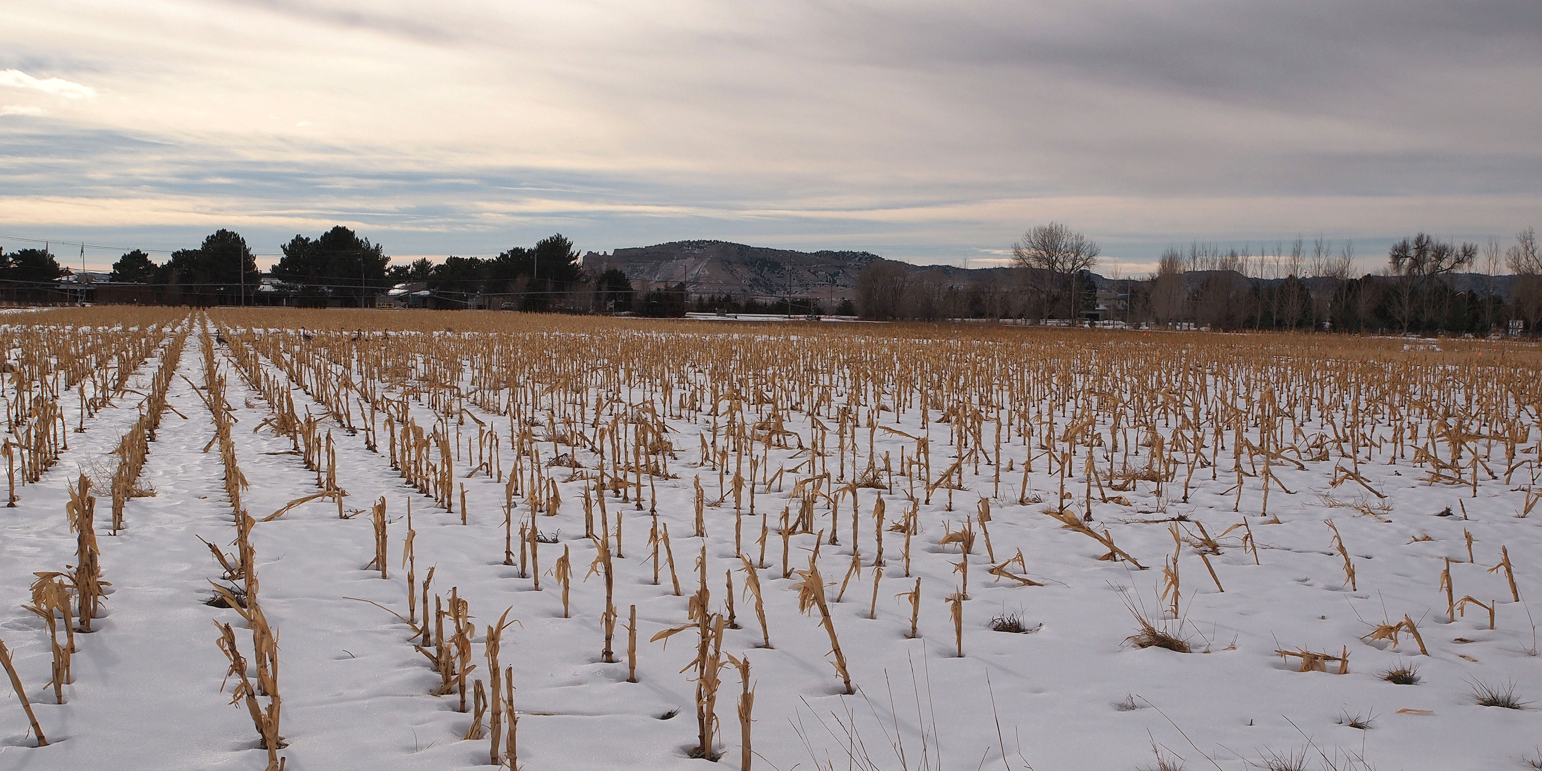 snow on a corn field