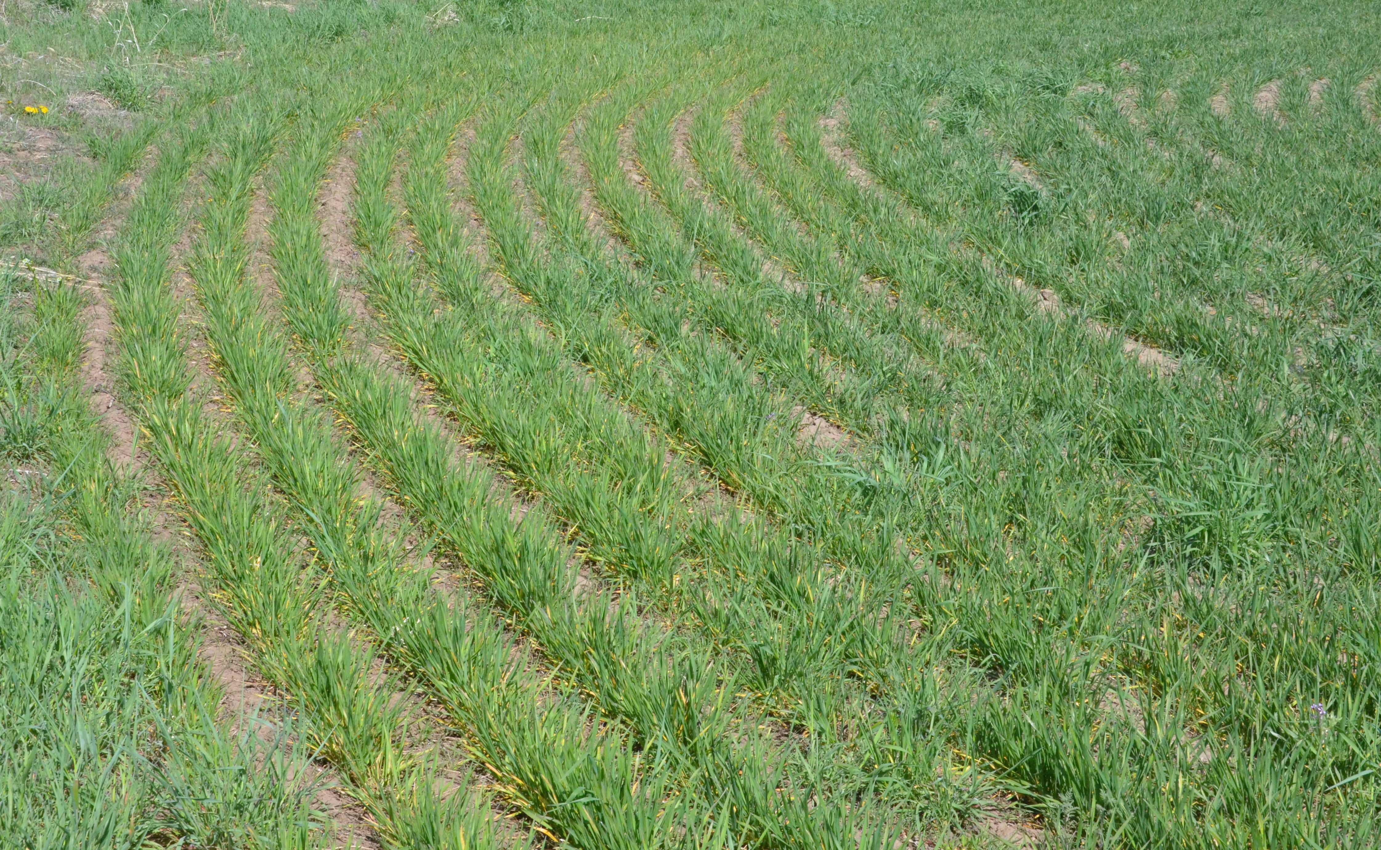 Wheat field (in April) showing symptoms of wheat streak mosaic