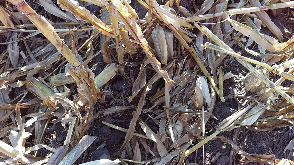 Downed corn is creating harvest challenges