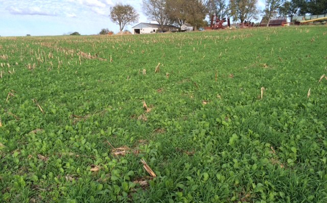 Growers and agribusiness representatives with extensive experience with cover crops will be among the speakers at the Nebraska Cover Crop Conference Feb. 14. (Photos by Gary Lesoing)